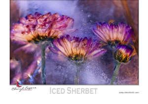 Differences between Macro and Close Up Photography