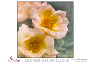 Get Out There & Start Photographing macro and close up photos