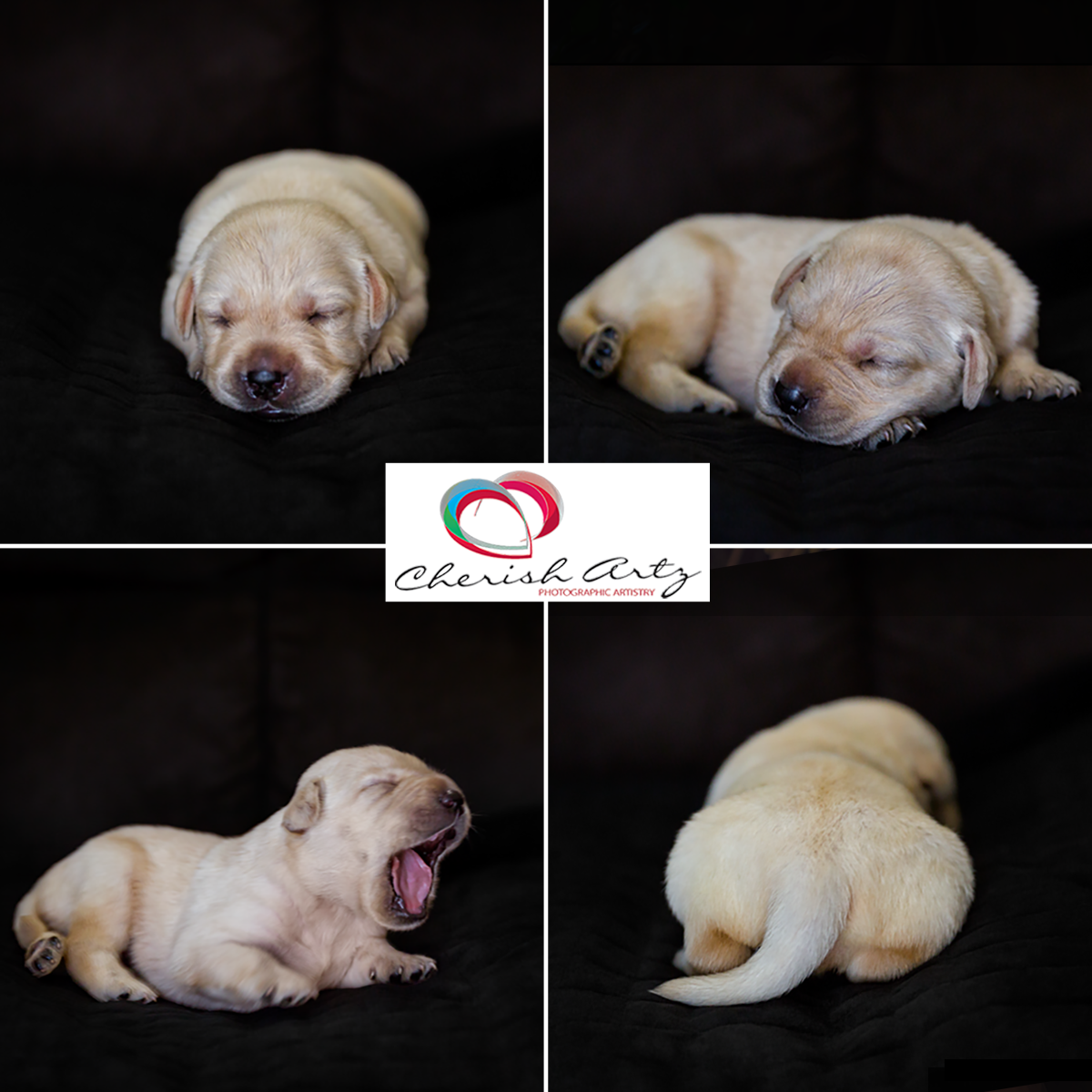 pet photos taken in mackay in client’s living room