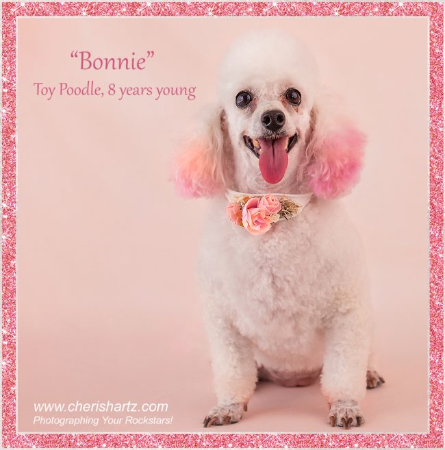 dog Bonnie toy poodle mackay pet and dog photography