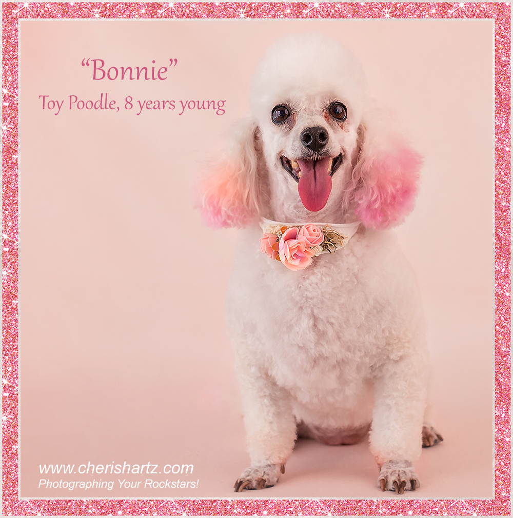 dog Bonnie toy poodle mackay pet and dog photography