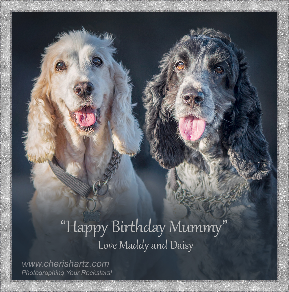 dog photography in mackay with pets Maddy & Daisy