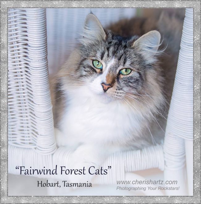 cat and pet photographers from mackay queensland