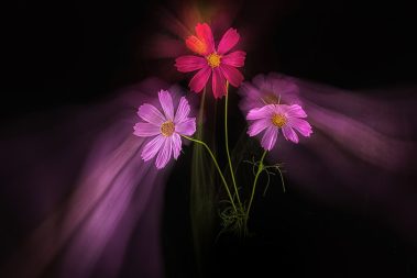 dancing flowers online photography workshop