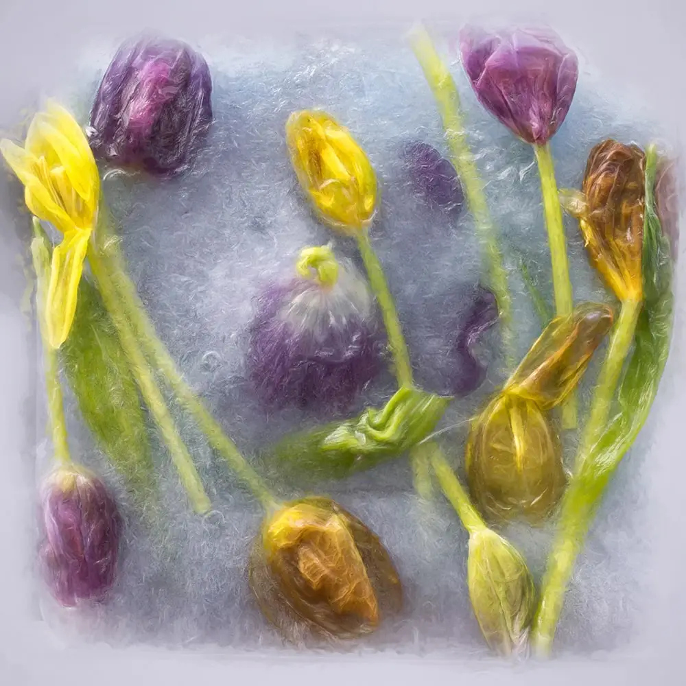 frozen flower photography