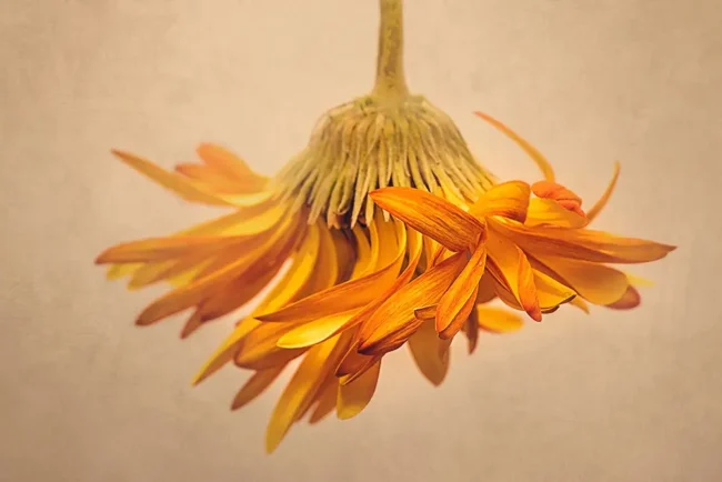 gardeners can do online flower photography lessons