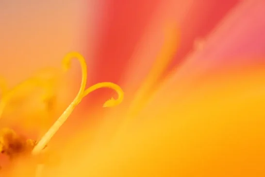 get creative with photo workshops by queenslands own cheryl eagers flower photographer