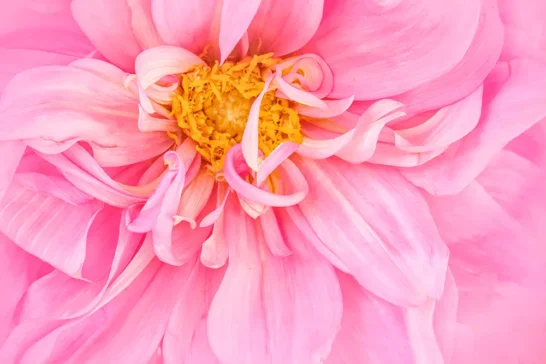get up close with your floral photography online lessons available for gardeners