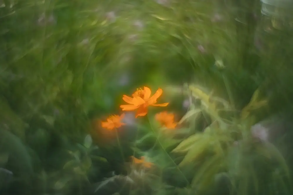 helious cosmos flower photography created in online lessons with cheryl eagers