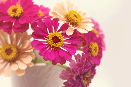 how to compose your tabletop and flower photography images