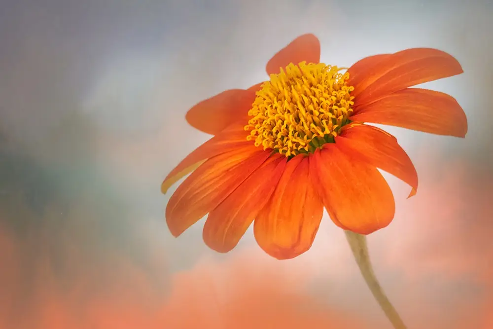 how to photography flowers correctly with online cherish artz photo workshops