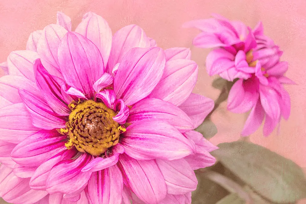 how to use textures in flower photography with cherish artz online courses