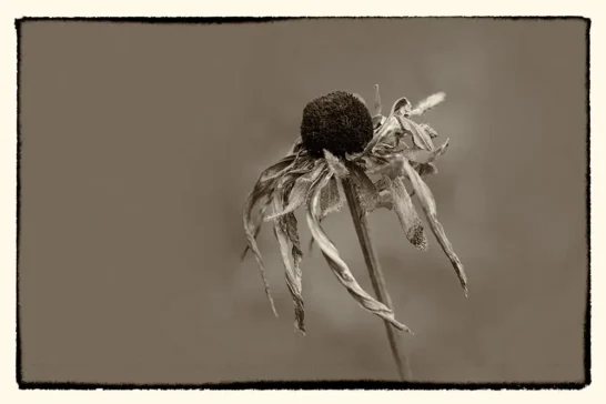 images with a difference how to look at flowers in a unique way