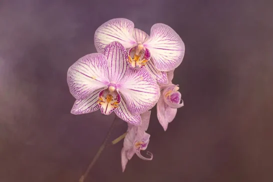 join us on our flower photography workshops and learn how to create floral portraits