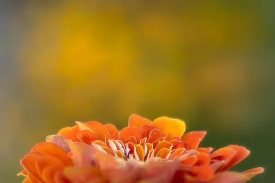 learn flower photography online