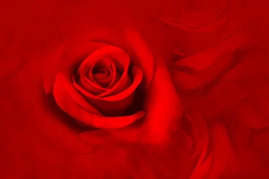 learn how to create self rextures for flower photography online courses by cheryl eagers queensland