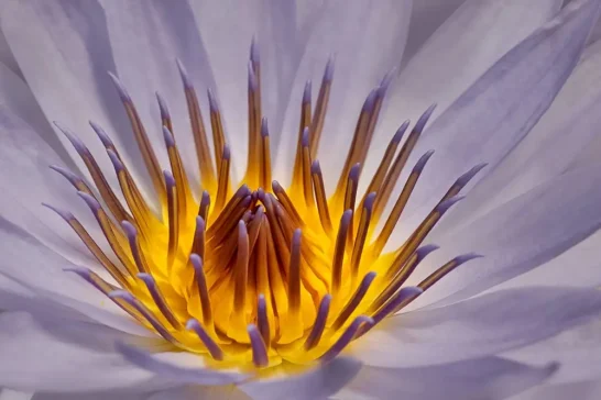 learn how to make beautiful flower portraits with create and escape flower workshops