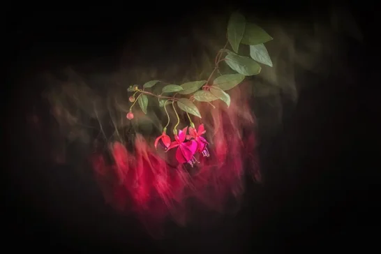 learn how to photography dancing flowers with creative photography courses