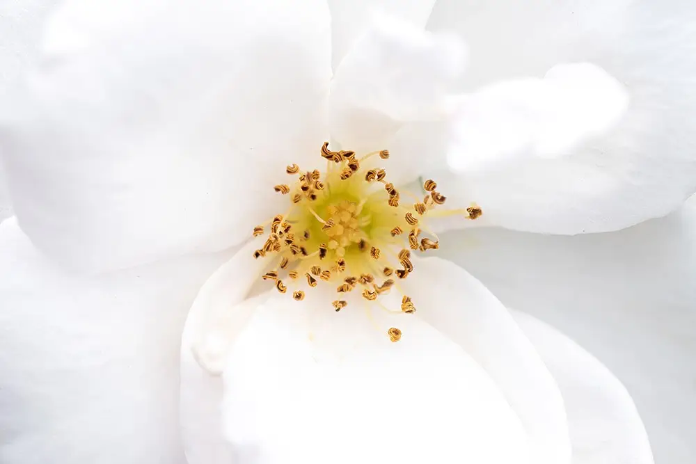 learn how to photography white flowers in our floral photography workshops