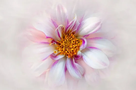 learn how to remove distractions from your floral photos