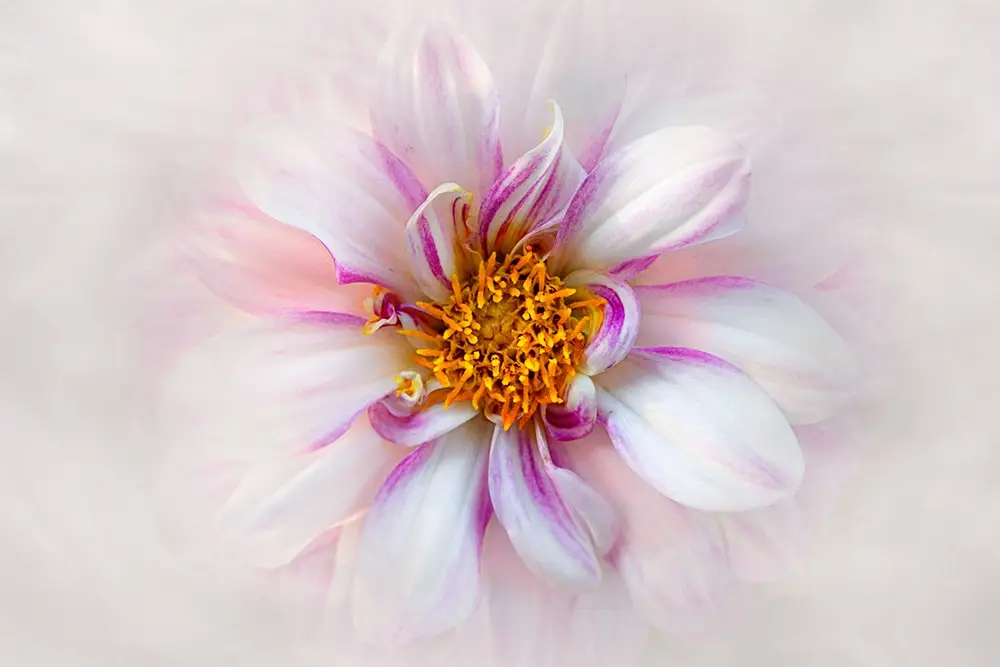 learn how to remove distractions from your floral photos