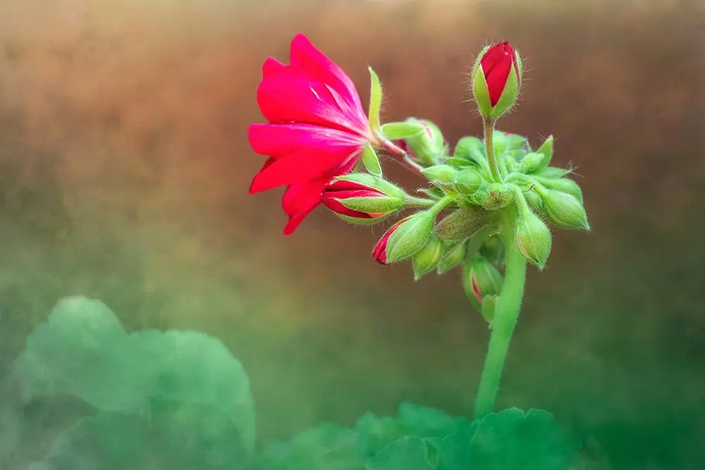learn how to use texrtures in flower photography with our online camera courses