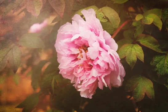 learn how to use your camera