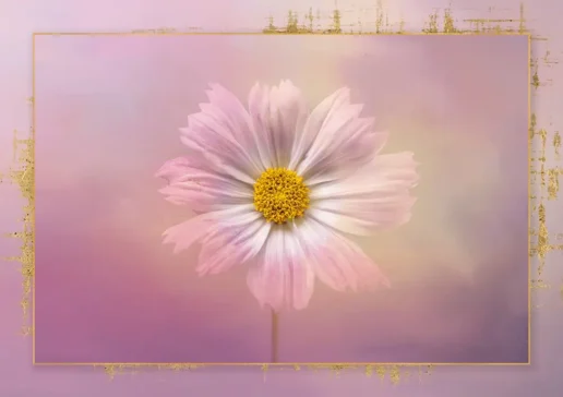 learn how to use your camera in mackay with cheryl eagers