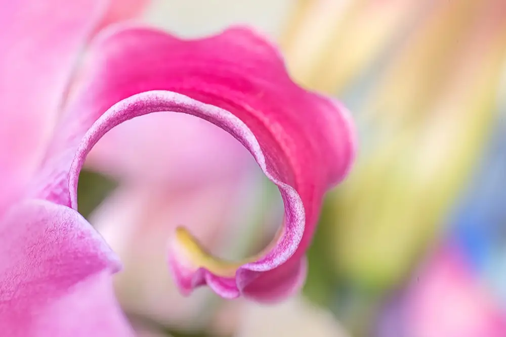 learn the secrets to colour with online flower photography courses