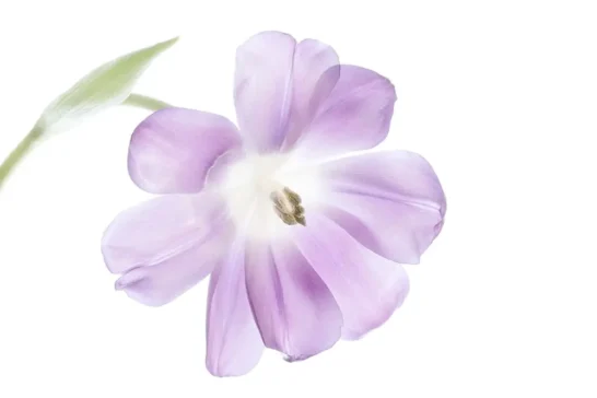 lightpad flower photography workshops with cheryl eagers of mackay queensland