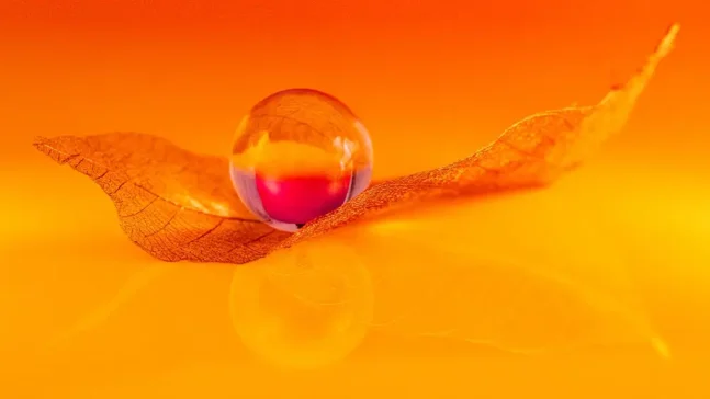 macro photography workshops available in queensland australia