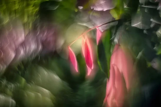 magic photos created in our flower photography workshops