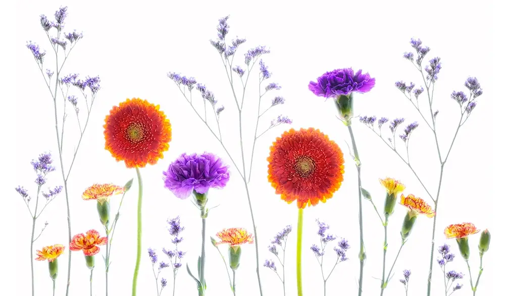 make a garden on your lightpad and photograph flowers creatively