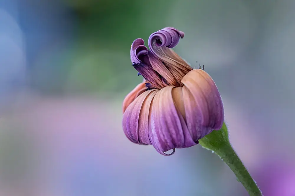 make the most of your backgrounds and create beautiful flower photography by joining our workshops