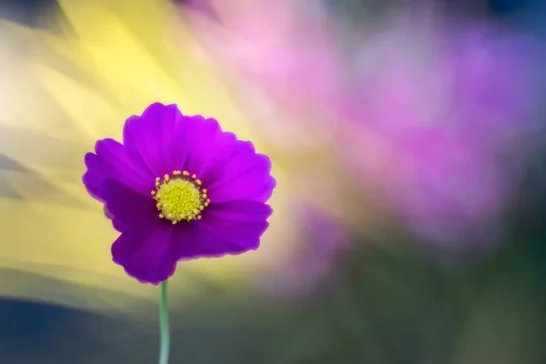 painted flowers in camera with cheryl eagers online photography lessons