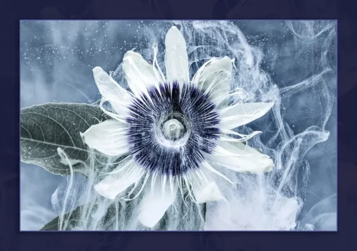 painting of flowers in our create and escape flower photography workshops in queensland