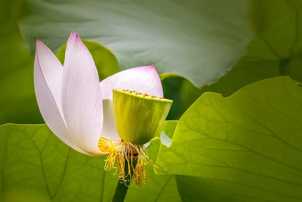 photography lotus flowers in our macro photo tours