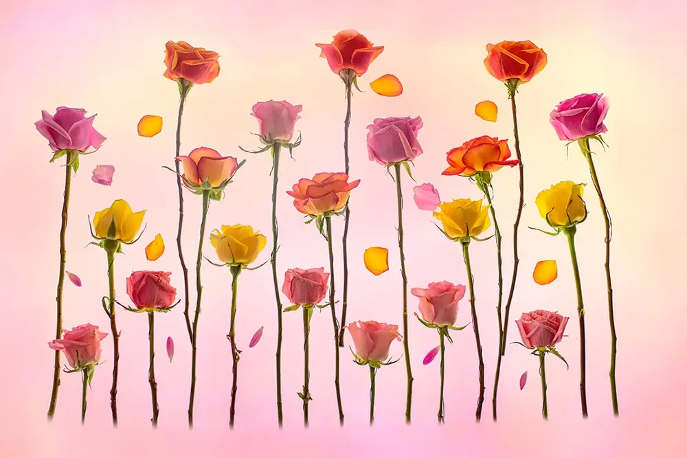 photography workshops show you how to create flower gardens on a lightpad