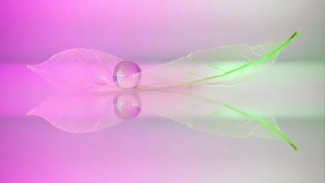 reflective macros taken in a flower photography workshop