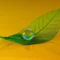 simple-magic-flower-photography-workshops simple magic flower photography workshops