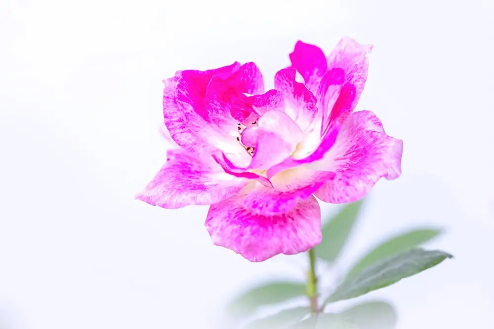 simply beautiful flower photos online lessons.jpg