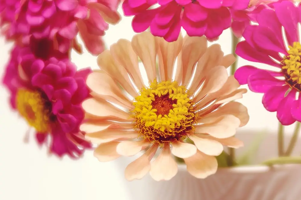 standout and learn how to photograph flowers online