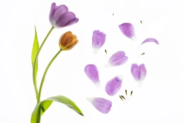 story telling flower photography with online creative photography workshops