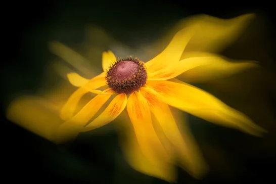 striking flower and macro photography workshops online and in person