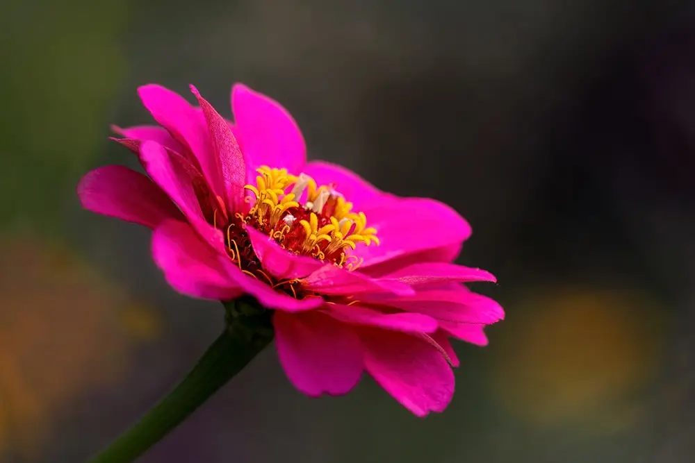 the basics of flower photography available online