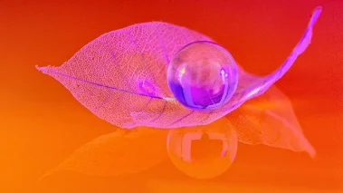 unique and amazing creative photography workshops using a macro lens