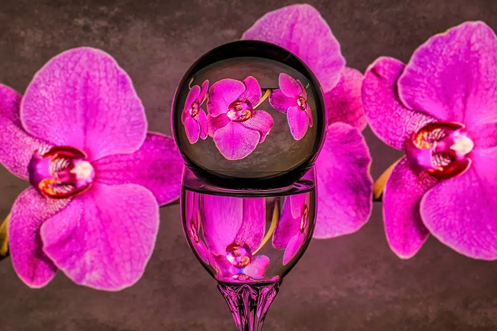 use flowers in photography to create interesting images