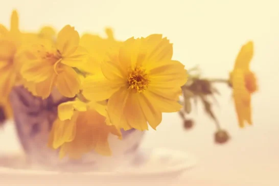 use photoshop to enhance your flower photography learn how to with online workshops