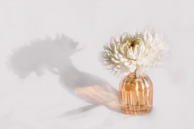 use shadows to add interest to your flower photography learn how