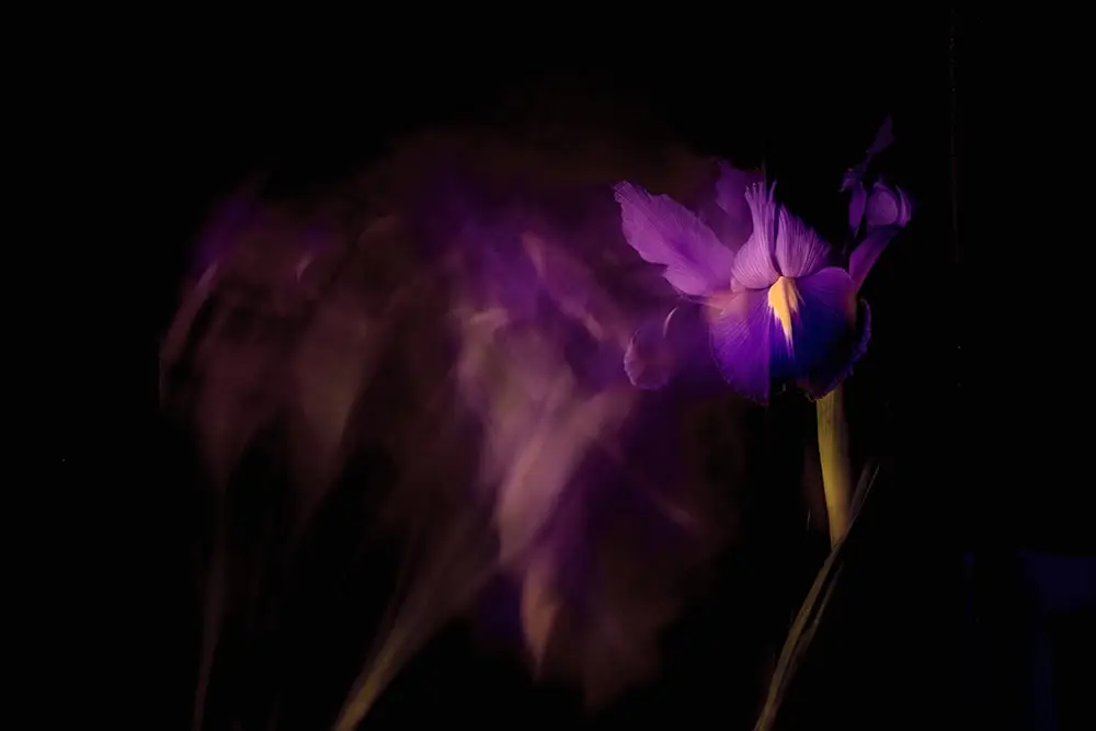 we show you how ro make flowers dance in camera on our online and in person photography workshop